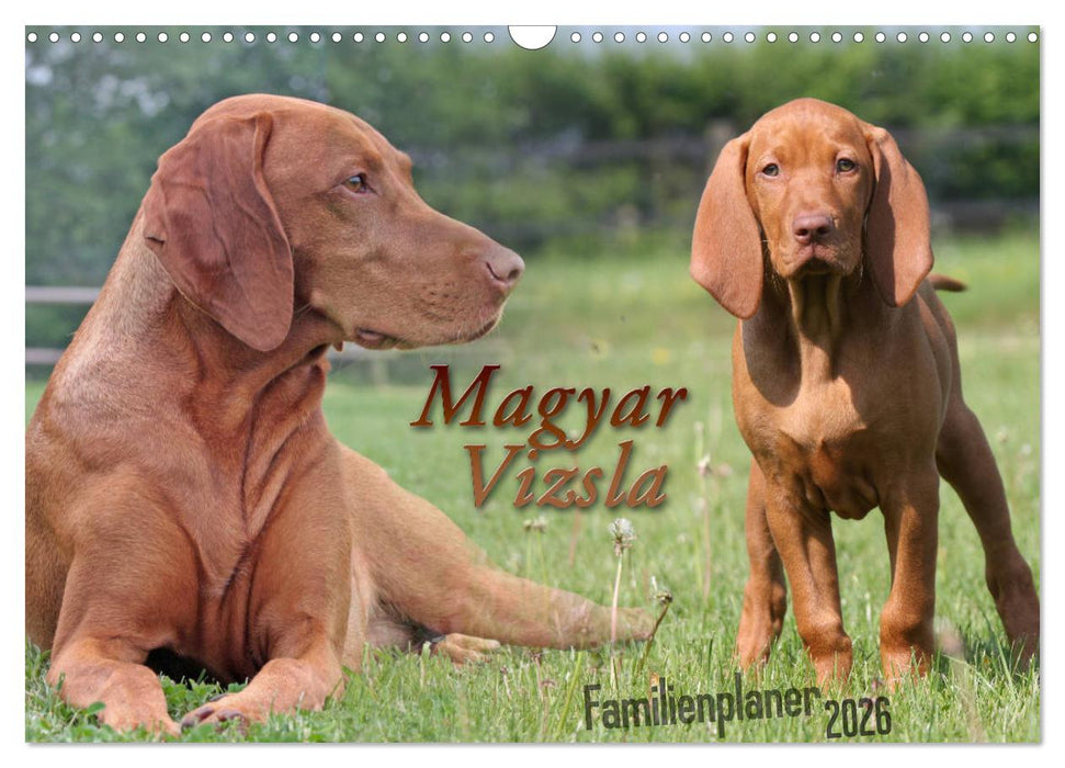 Familienplaner - Magyar Vizsla (CALVENDO Wandkalender 2026)