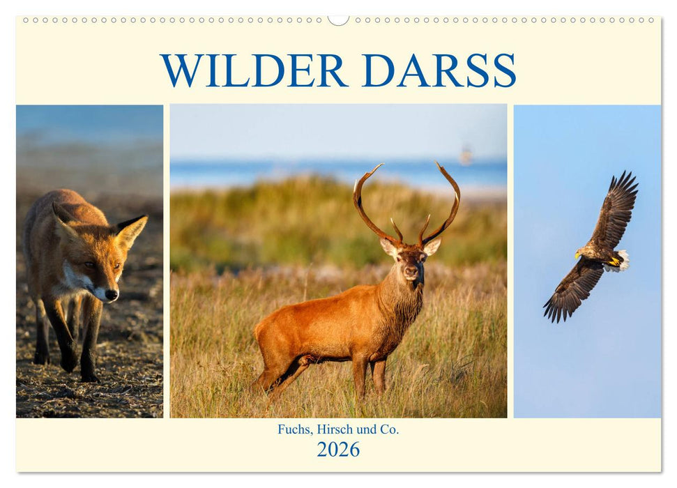 Wilder Darß - Fuchs, Hirsch und Co. 2026 (CALVENDO Wandkalender 2026)
