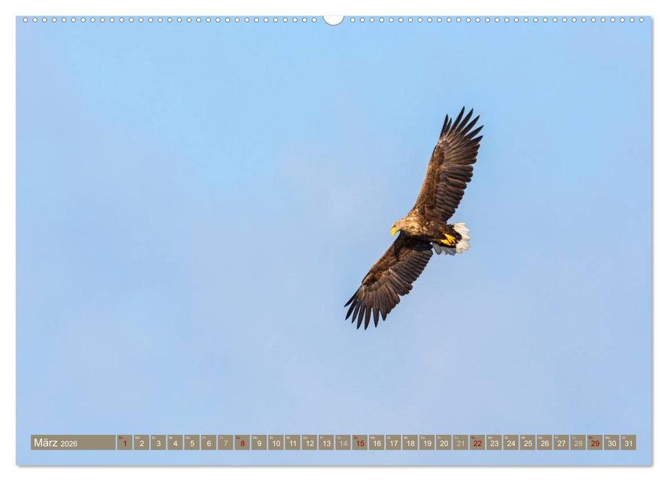 Wilder Darß - Fuchs, Hirsch und Co. 2026 (CALVENDO Wandkalender 2026)
