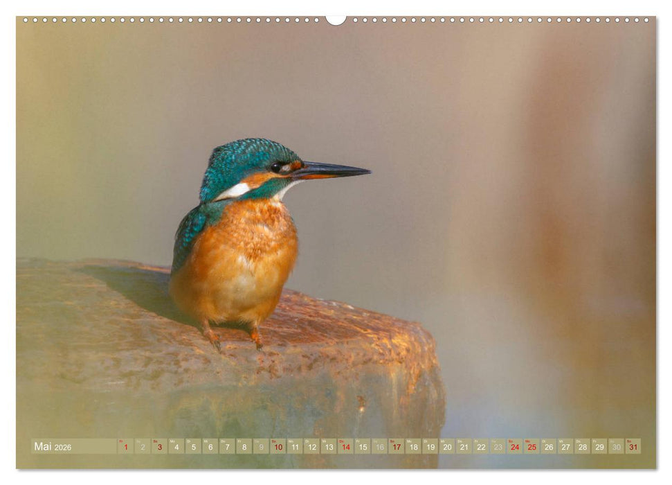 Wilder Darß - Fuchs, Hirsch und Co. 2026 (CALVENDO Wandkalender 2026)