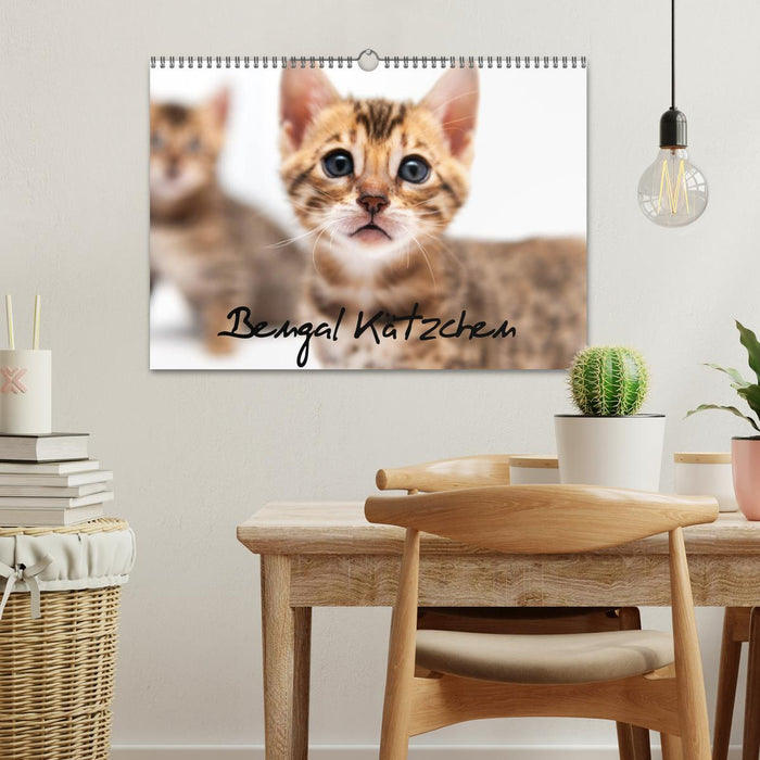Bengal Kätzchen (CALVENDO Wandkalender 2026)