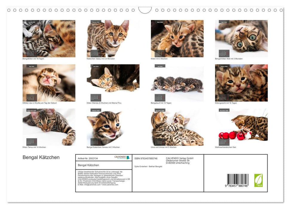 Bengal Kätzchen (CALVENDO Wandkalender 2026)