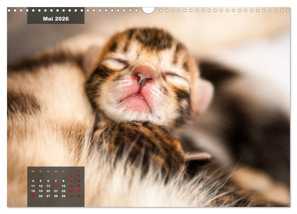 Bengal Kätzchen (CALVENDO Wandkalender 2026)