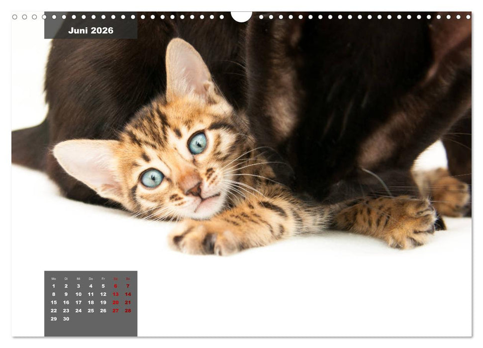 Bengal Kätzchen (CALVENDO Wandkalender 2026)