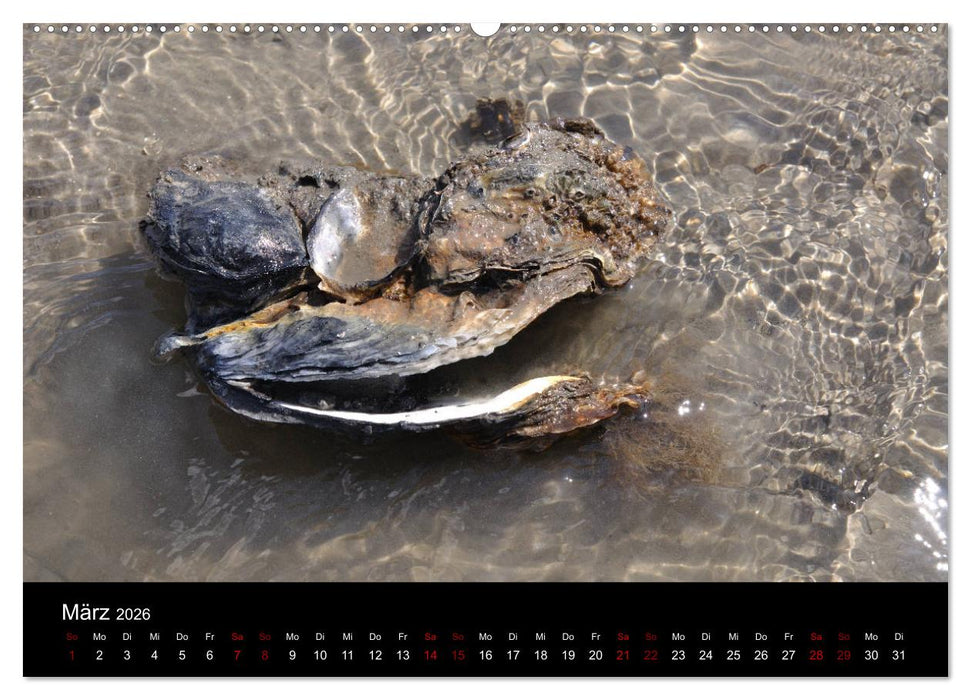 Marina Guide's Segelimpressionen 2026 (CALVENDO Wandkalender 2026)