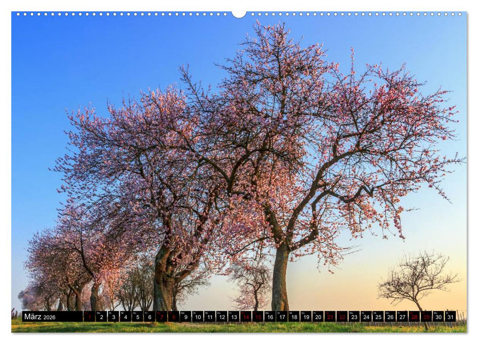 Augenschmaus Pfalz (CALVENDO Wandkalender 2026)