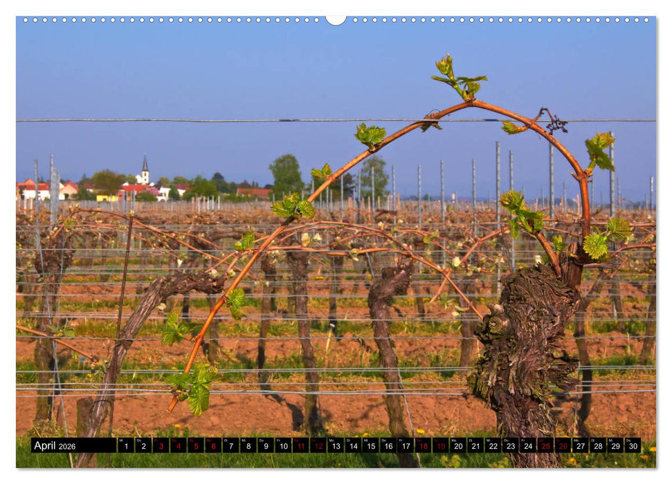 Augenschmaus Pfalz (CALVENDO Wandkalender 2026)