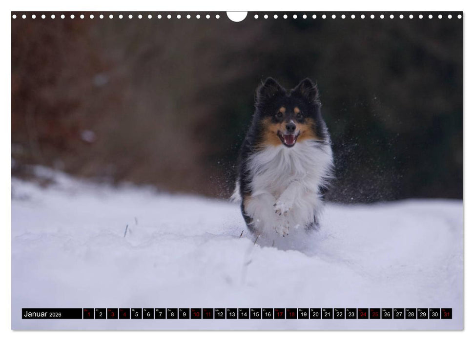 Shetland Sheepdogs - Kleine Charmeure (CALVENDO Wandkalender 2026)