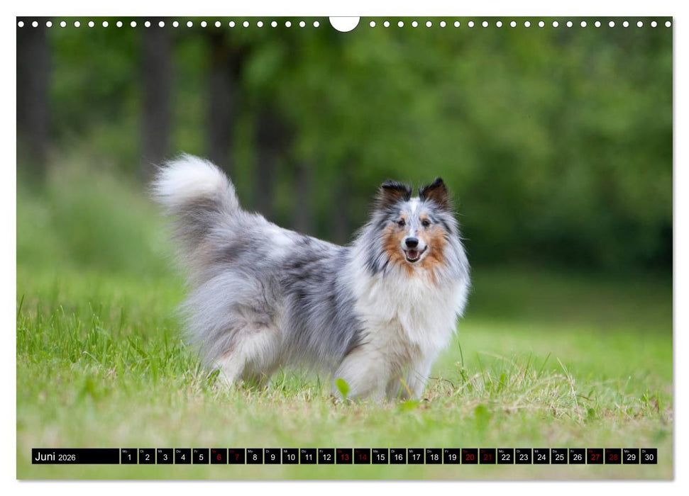 Shetland Sheepdogs - Kleine Charmeure (CALVENDO Wandkalender 2026)
