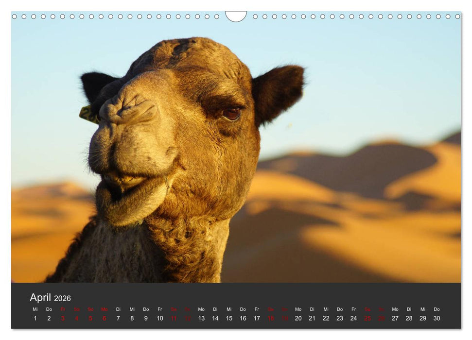 Marokko im Farbenrausch (CALVENDO Wandkalender 2026)