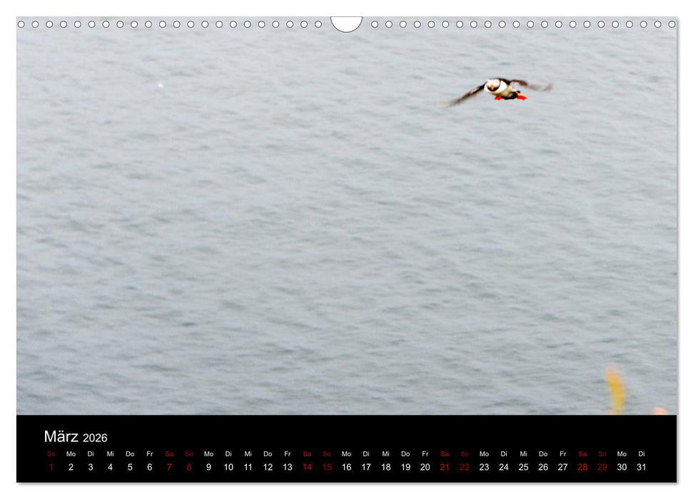 Puffins - Vögel des Nordens (CALVENDO Wandkalender 2026)