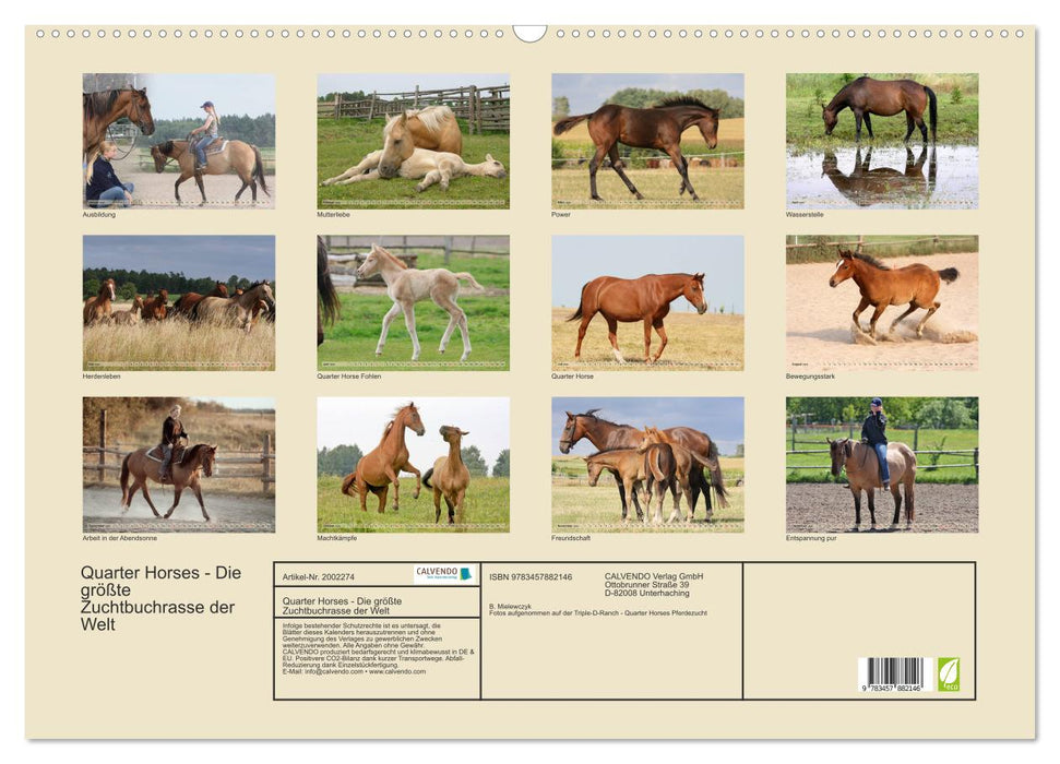 Quarter Horses - Die größte Zuchtbuchrasse der Welt (CALVENDO Wandkalender 2026)