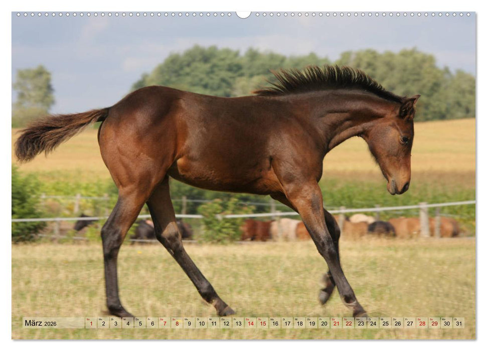 Quarter Horses - Die größte Zuchtbuchrasse der Welt (CALVENDO Wandkalender 2026)