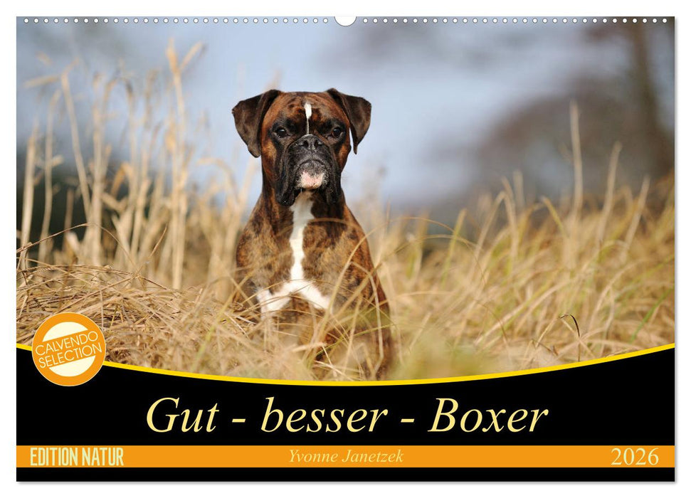 Gut - besser - Boxer (CALVENDO Wandkalender 2026)