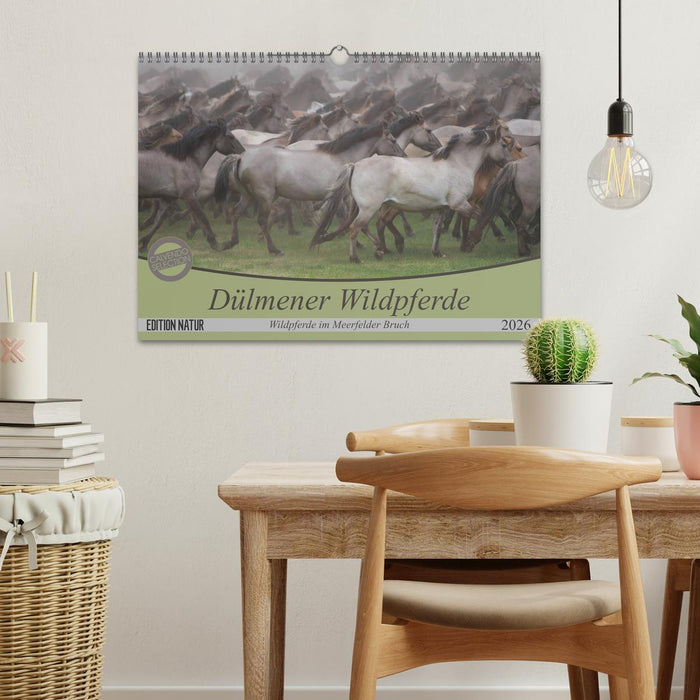 Dülmener Wildpferde - Wildpferde im Meerfelder Bruch (CALVENDO Wandkalender 2026)