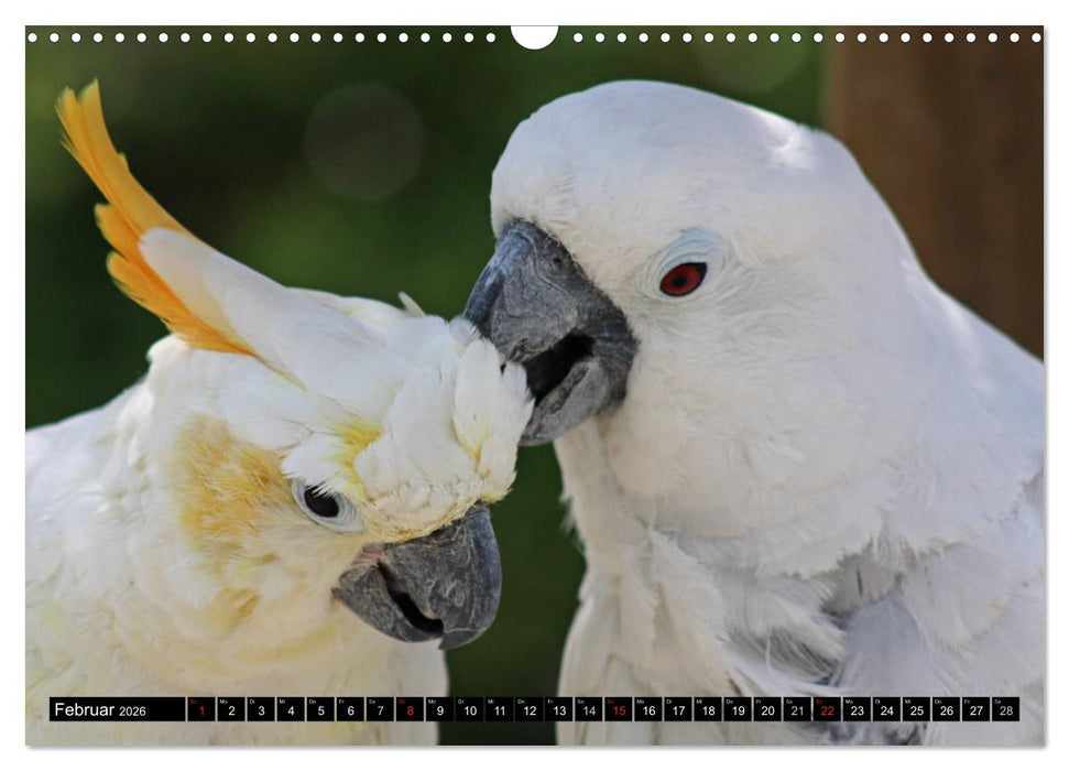 Die Kakadus sind los (CALVENDO Wandkalender 2026)