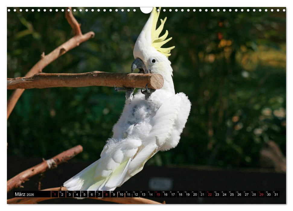 Die Kakadus sind los (CALVENDO Wandkalender 2026)
