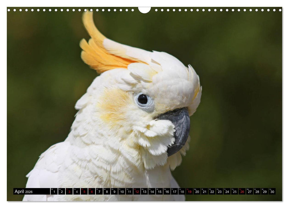Die Kakadus sind los (CALVENDO Wandkalender 2026)