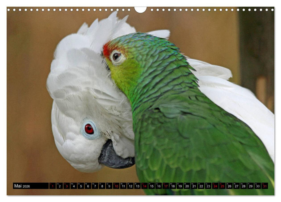 Die Kakadus sind los (CALVENDO Wandkalender 2026)