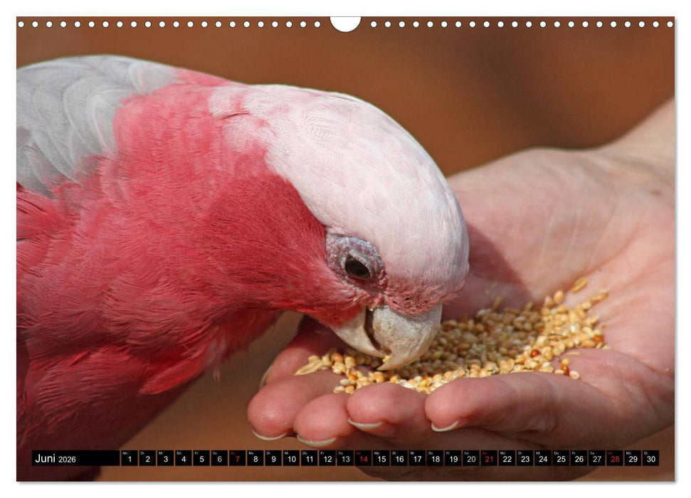 Die Kakadus sind los (CALVENDO Wandkalender 2026)