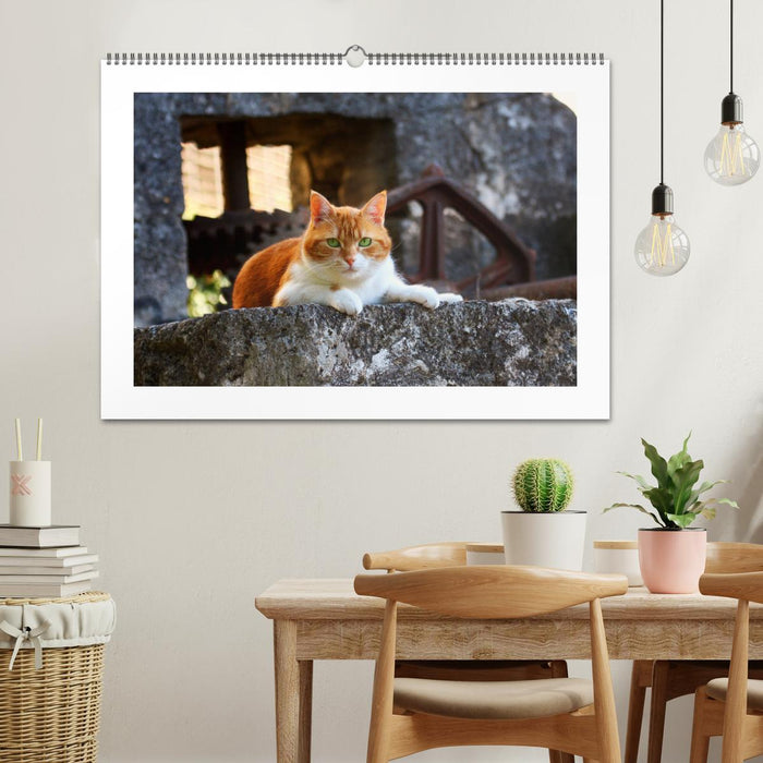 Straßentiger auf Samtpfoten (CALVENDO Wandkalender 2026)