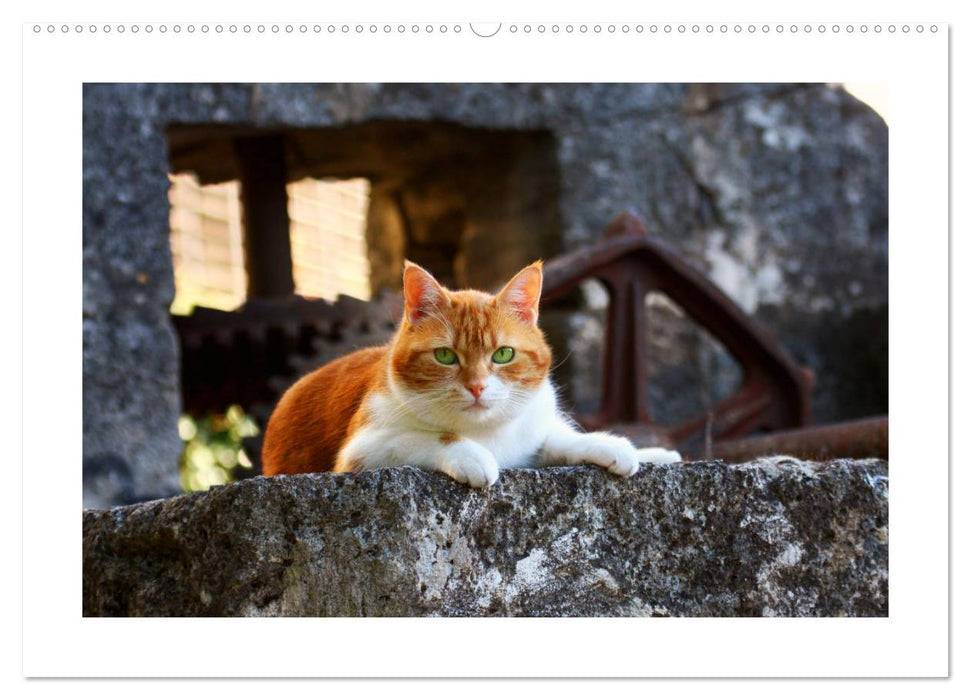 Straßentiger auf Samtpfoten (CALVENDO Wandkalender 2026)