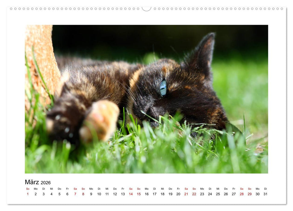 Straßentiger auf Samtpfoten (CALVENDO Wandkalender 2026)