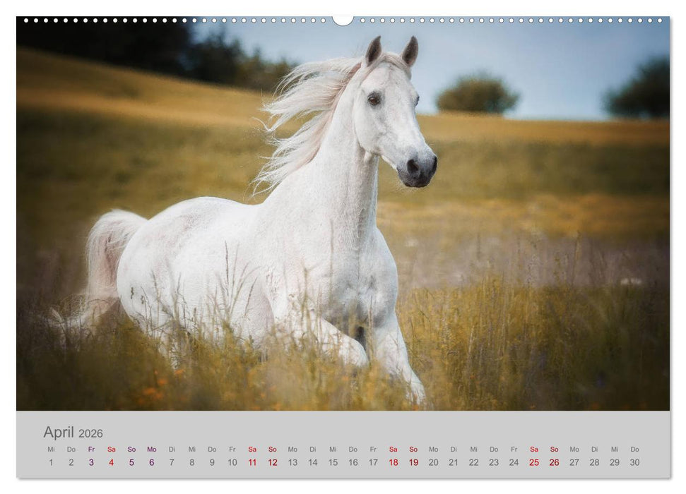 Pferde - Anmut, Eleganz, Magie (CALVENDO Wandkalender 2026)