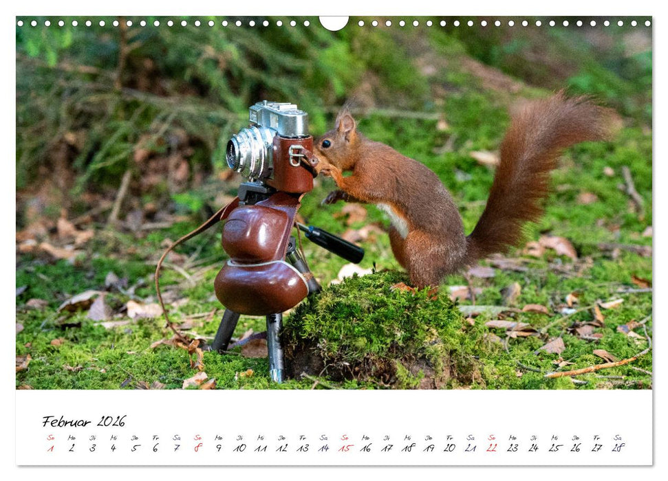 Die Schwarzwald-Eichhörnchen (CALVENDO Wandkalender 2026)