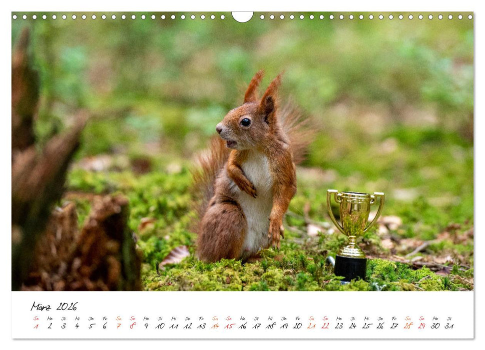 Die Schwarzwald-Eichhörnchen (CALVENDO Wandkalender 2026)