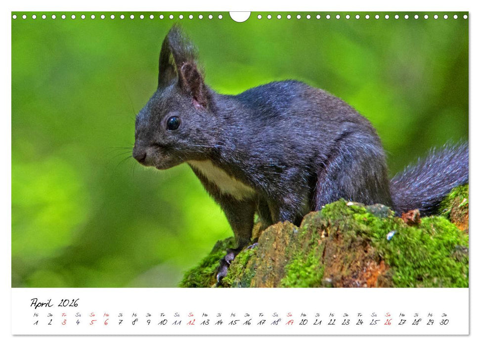 Die Schwarzwald-Eichhörnchen (CALVENDO Wandkalender 2026)