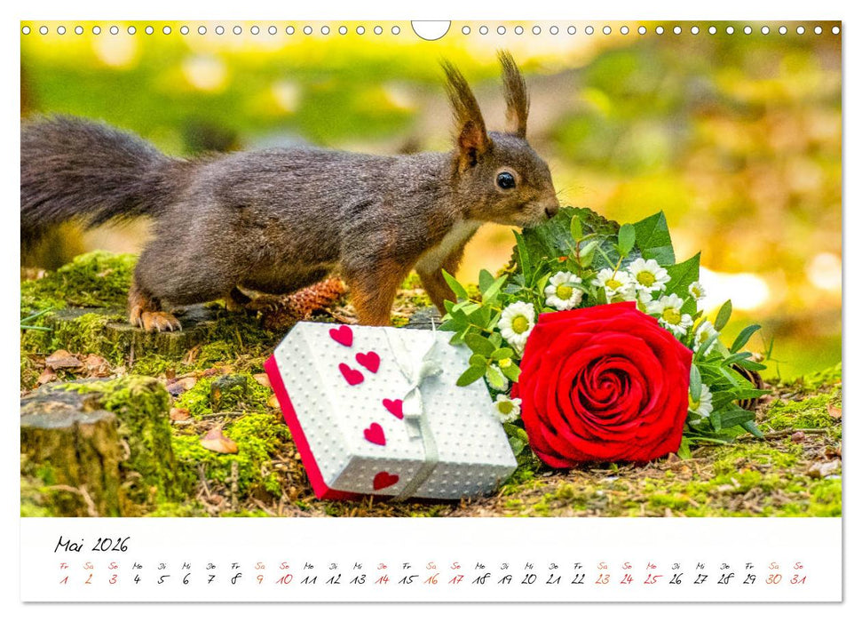 Die Schwarzwald-Eichhörnchen (CALVENDO Wandkalender 2026)