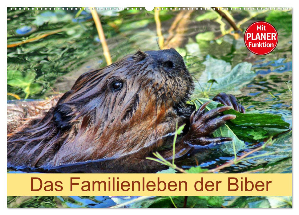 Das Familienleben der Biber (CALVENDO Wandkalender 2026)