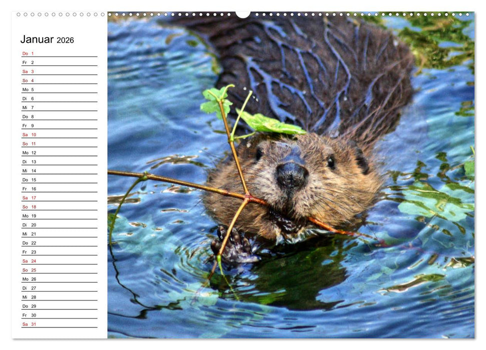 Das Familienleben der Biber (CALVENDO Wandkalender 2026)