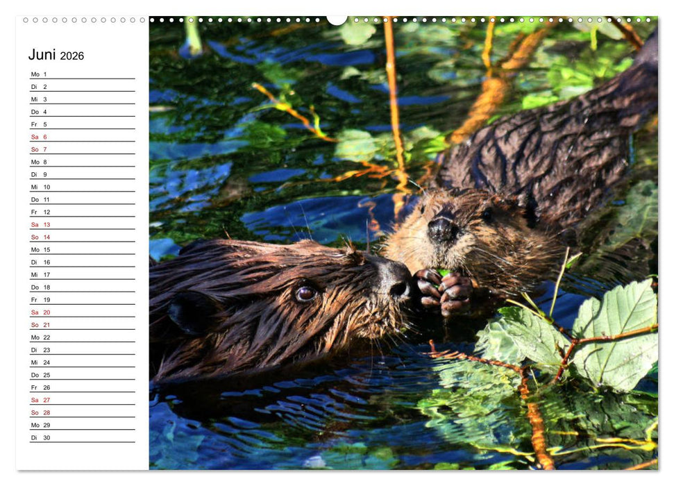 Das Familienleben der Biber (CALVENDO Wandkalender 2026)