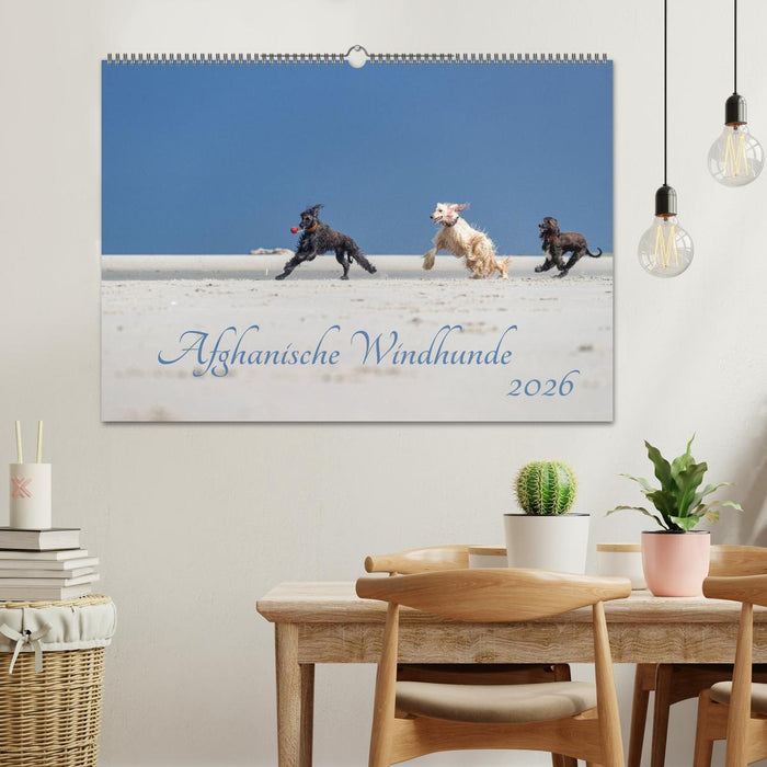 AFGHANISCHE WINDHUNDE 2026 (CALVENDO Wandkalender 2026)