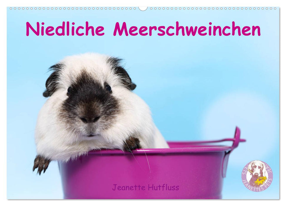 Niedliche Meerschweinchen (CALVENDO Wandkalender 2026)