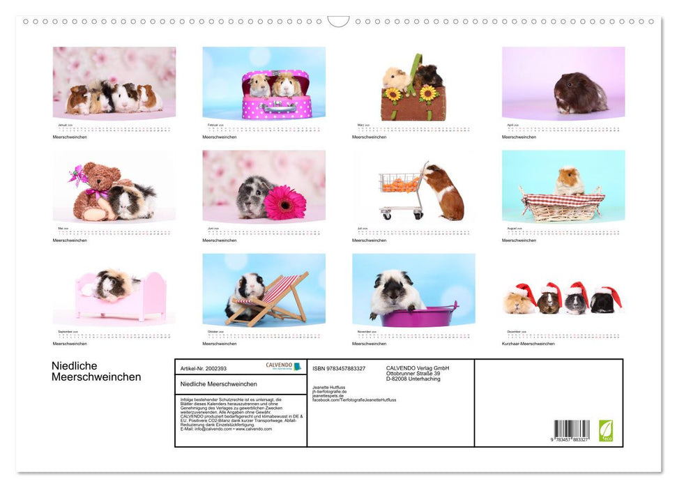 Niedliche Meerschweinchen (CALVENDO Wandkalender 2026)