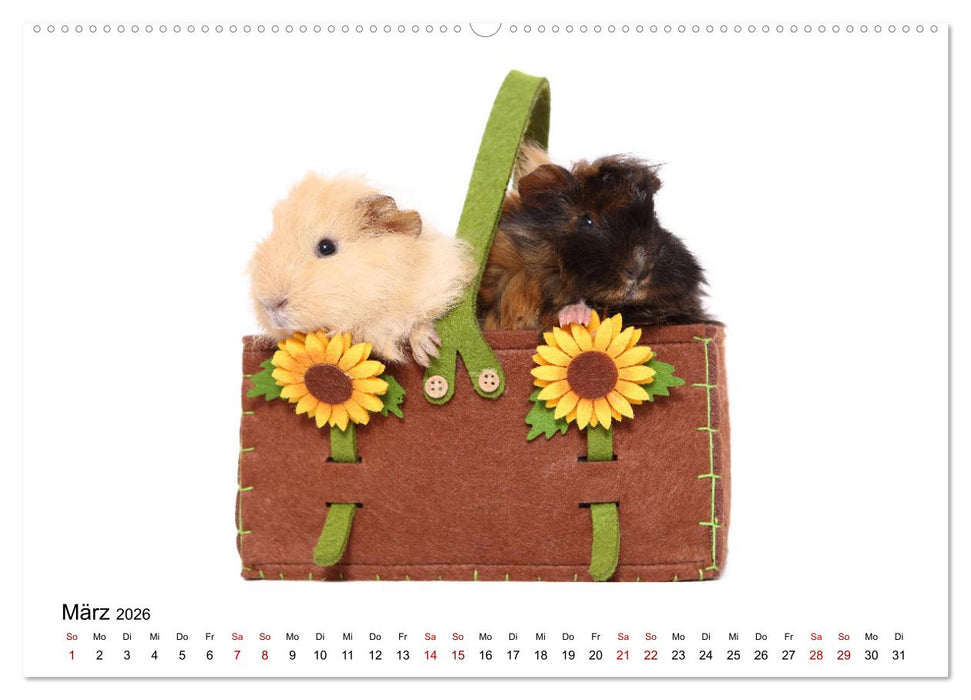 Niedliche Meerschweinchen (CALVENDO Wandkalender 2026)