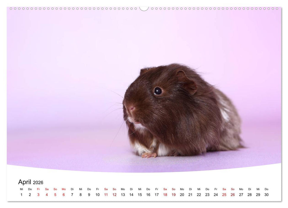 Niedliche Meerschweinchen (CALVENDO Wandkalender 2026)