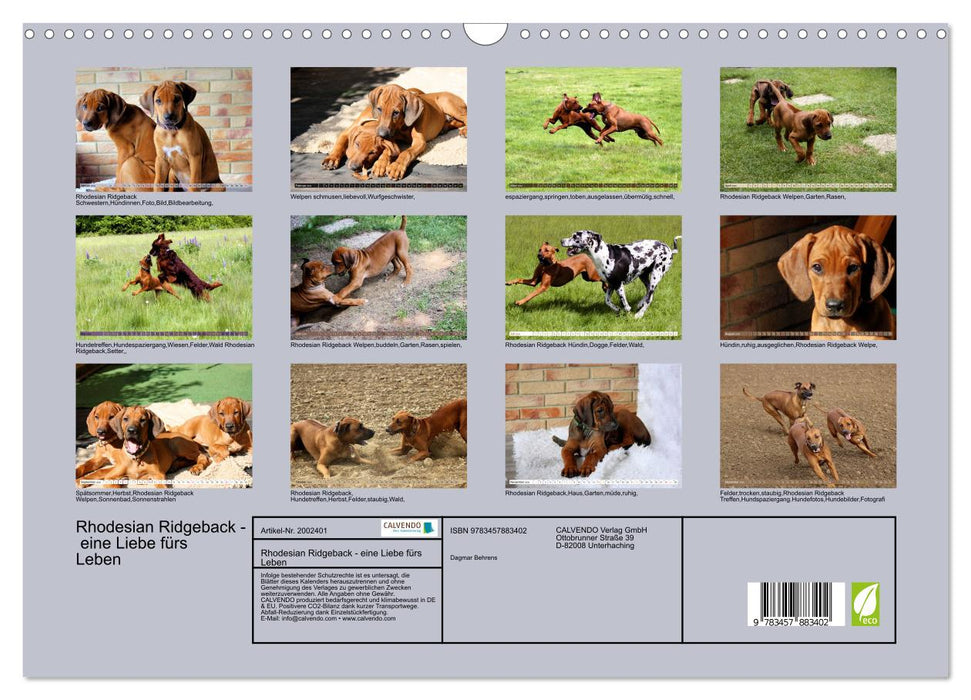 Rhodesian Ridgeback - eine Liebe fürs Leben (CALVENDO Wandkalender 2026)