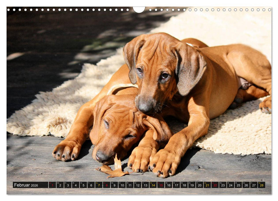Rhodesian Ridgeback - eine Liebe fürs Leben (CALVENDO Wandkalender 2026)