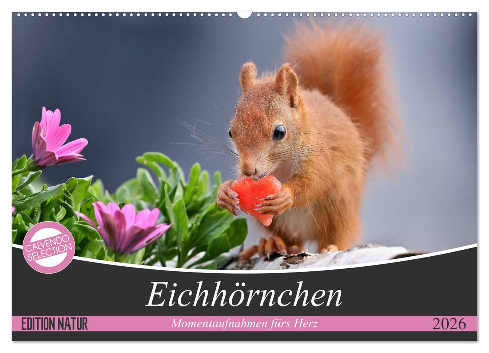 Eichhörnchen Momentaufnahmen fürs Herz (CALVENDO Wandkalender 2026)