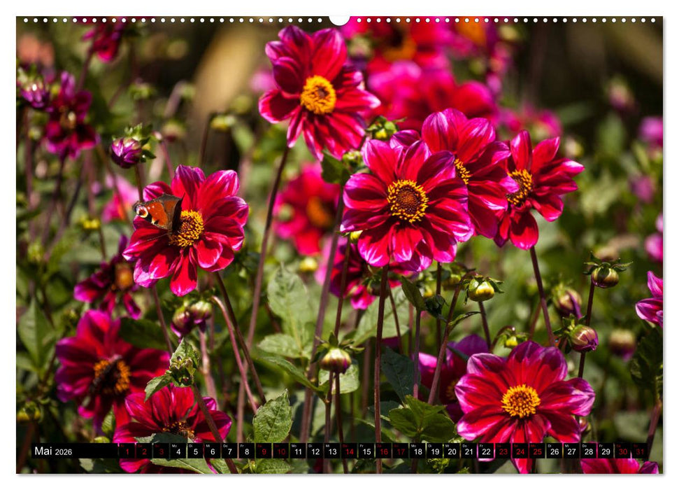 Am Bodensee (CALVENDO Wandkalender 2026)