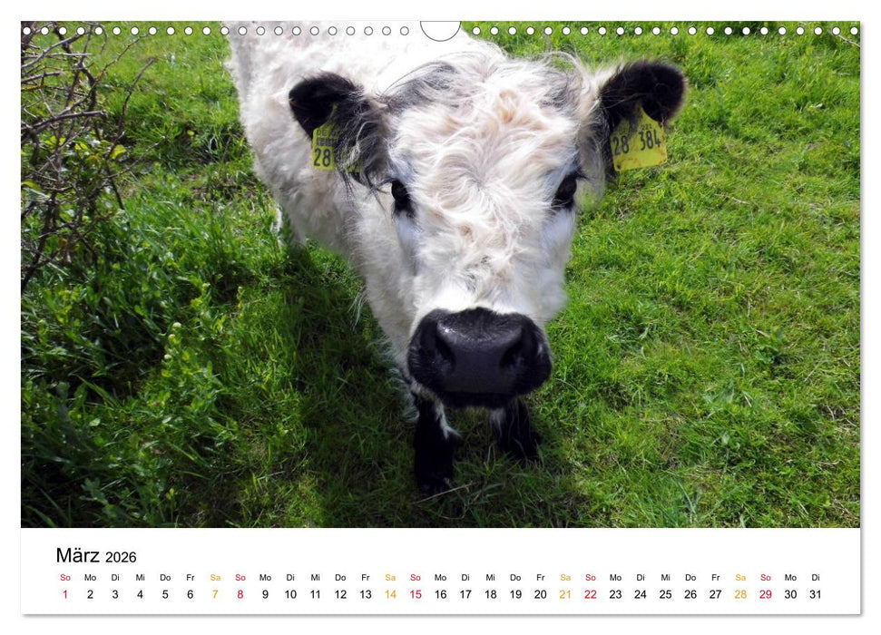 Helgoland Kalender (CALVENDO Wandkalender 2026)
