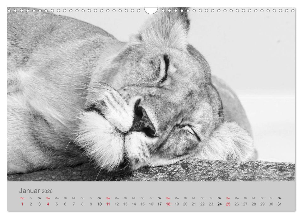 Die Seelen der wilden Tiere (CALVENDO Wandkalender 2026)