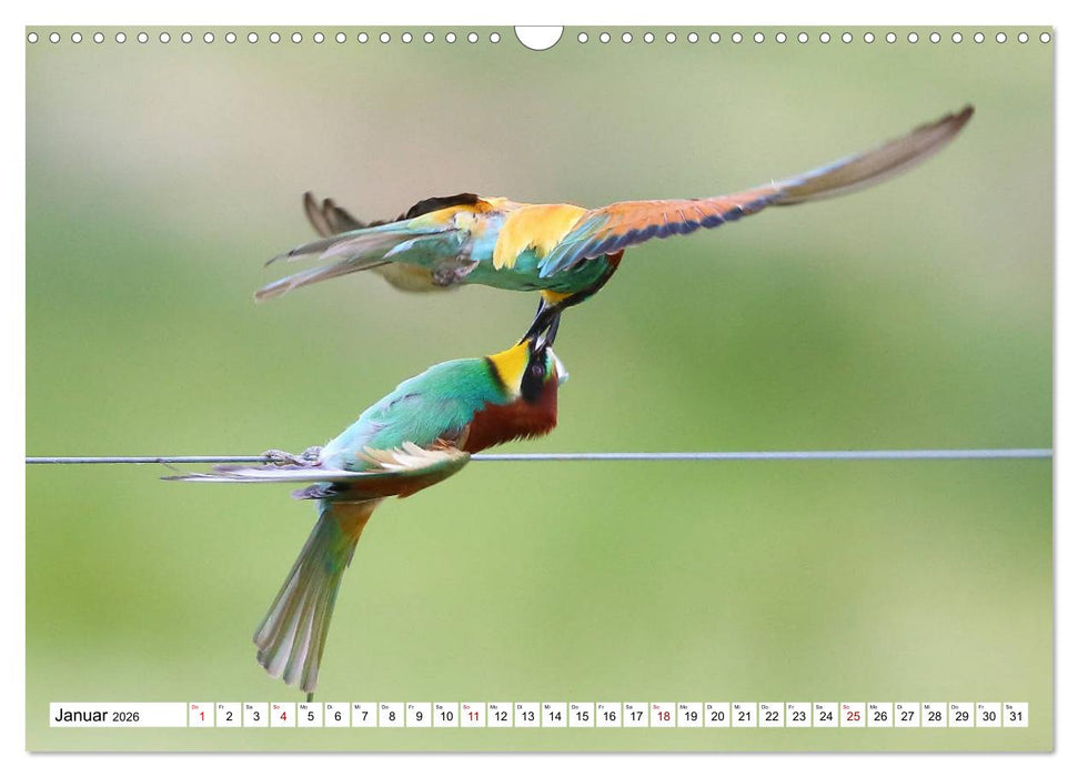 Vögel in der Extremadura (CALVENDO Wandkalender 2026)