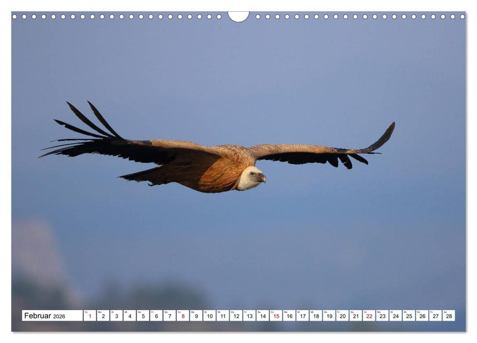 Vögel in der Extremadura (CALVENDO Wandkalender 2026)
