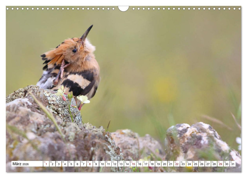 Vögel in der Extremadura (CALVENDO Wandkalender 2026)