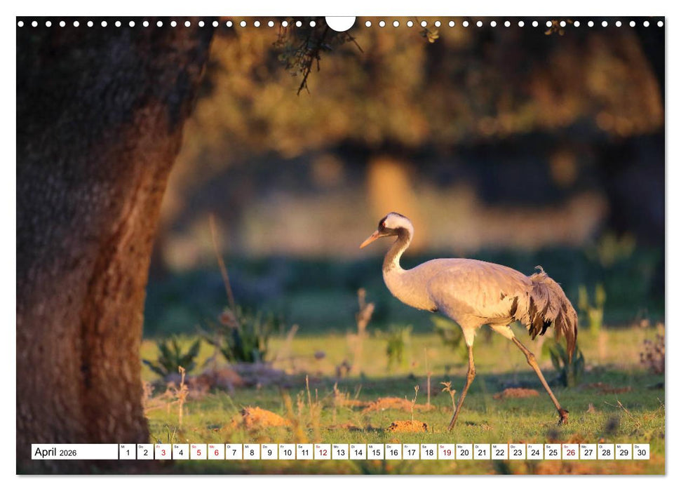 Vögel in der Extremadura (CALVENDO Wandkalender 2026)